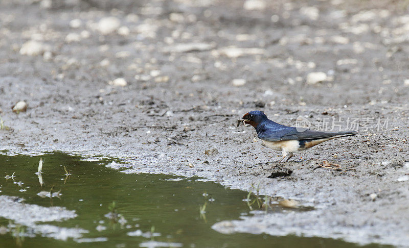 小燕子(Hirundo rustica)为它的巢收集泥土